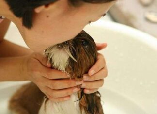 Cómo hacer un jabón casero para perros