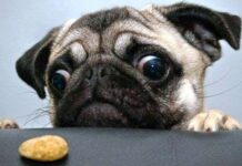 Cosas que no sabías de tus perros