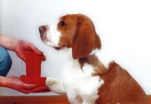 Maletín de primeros auxilios para mascotas