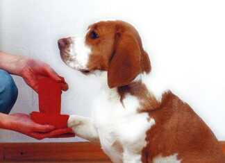 Maletín de primeros auxilios para mascotas