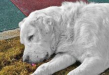 La dermatitis en los perros