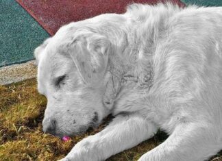 La dermatitis en los perros