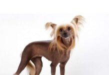 Descripción física Crestado chino