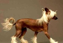 Adiestramiento chino crespado