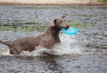 Cuál es el Origen del Braco de Weimar