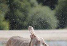 Braco de Weimar ¿cómo es su apariencia física?