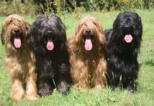 Características Pastor de brie