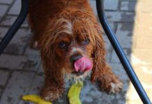 Porqué tu perro te lame la cara