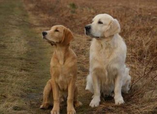 Características Golden retriever