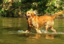 Caracter delGolden retriever