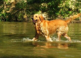Caracter delGolden retriever