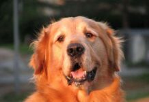 Golden retriever Origen