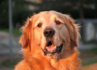 Golden retriever Origen