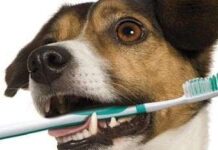 Cuidados de los Dientes de tu Perro limpiar los dientes a tu perro