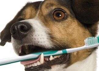 Cuidados de los Dientes de tu Perro limpiar los dientes a tu perro
