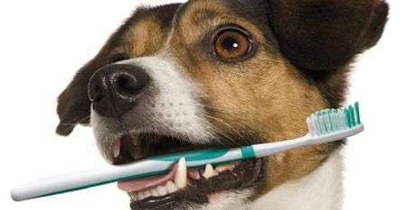 limpiar los dientes a tu perro
