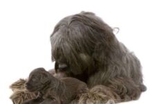 Carácter del pastor de brie