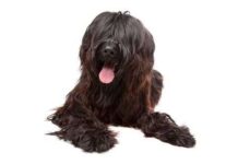 Adiestramiento del Pastor de Brie