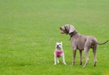 Braco de Weimar ¿ cómo es su carácter?