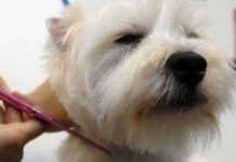 Cuidados Que Debes Procurarle En Invierno Al PELO De Tu PERRO