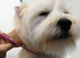 Cuidados Que Debes Procurarle En Invierno Al PELO De Tu PERRO