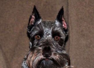 Schnauzer miniatura