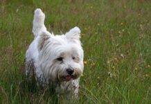 Adiestramiento del West Highland White Terrier