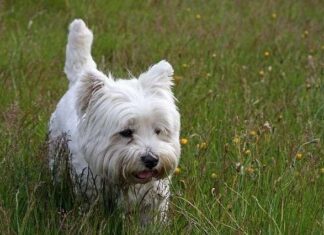 Adiestramiento del West Highland White Terrier