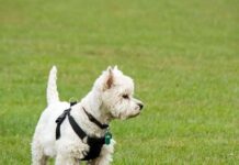 West highland white terrier