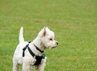 West highland white terrier