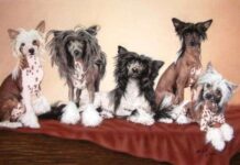 Chino crespado Carácter