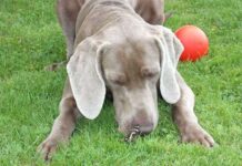 Adiestramiento de Braco de Weimar