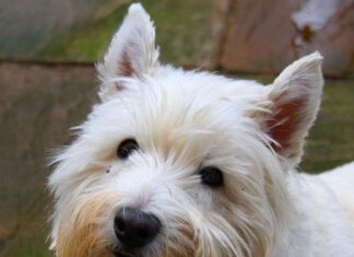 West Higtland White Terrier descripción física