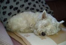 West Highland White Terrier ¿ cual es su carácter?