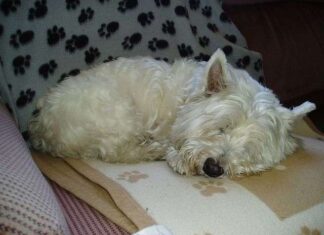 West Highland White Terrier ¿ cual es su carácter?