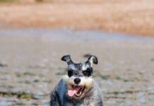 Carácter del Schnauzer Miniatura