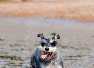 Carácter del Schnauzer Miniatura