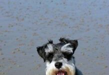 Adiestramiento de los Schnauzer Miniatura