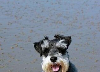 Adiestramiento de los Schnauzer Miniatura