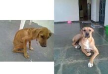 Como cambia un perro cuando es adoptado