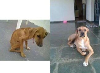 Como cambia un perro cuando es adoptado