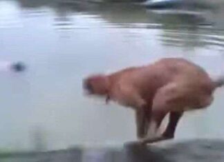 Un perro «rescata» a su dueño