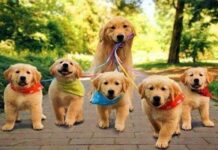 Sexto Sentido ¿Crees Que Tu Perro Lo Tiene?