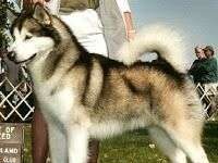 Alaskan Malamute. Razas de Perros