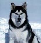 Alaskan Malamute. Razas de Perros