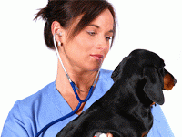 Trabajar con animales