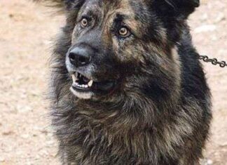 Un perro condenado por ladrar de noche