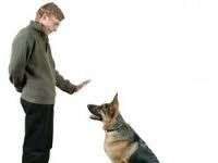 Problemas de comportamiento en los perros