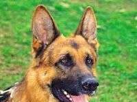 Las 10 Mejores Razas de Perros Guardianes