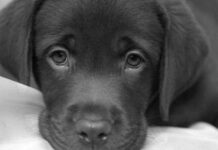 Salud y Mascotas: El Estreñimiento En Los Perros